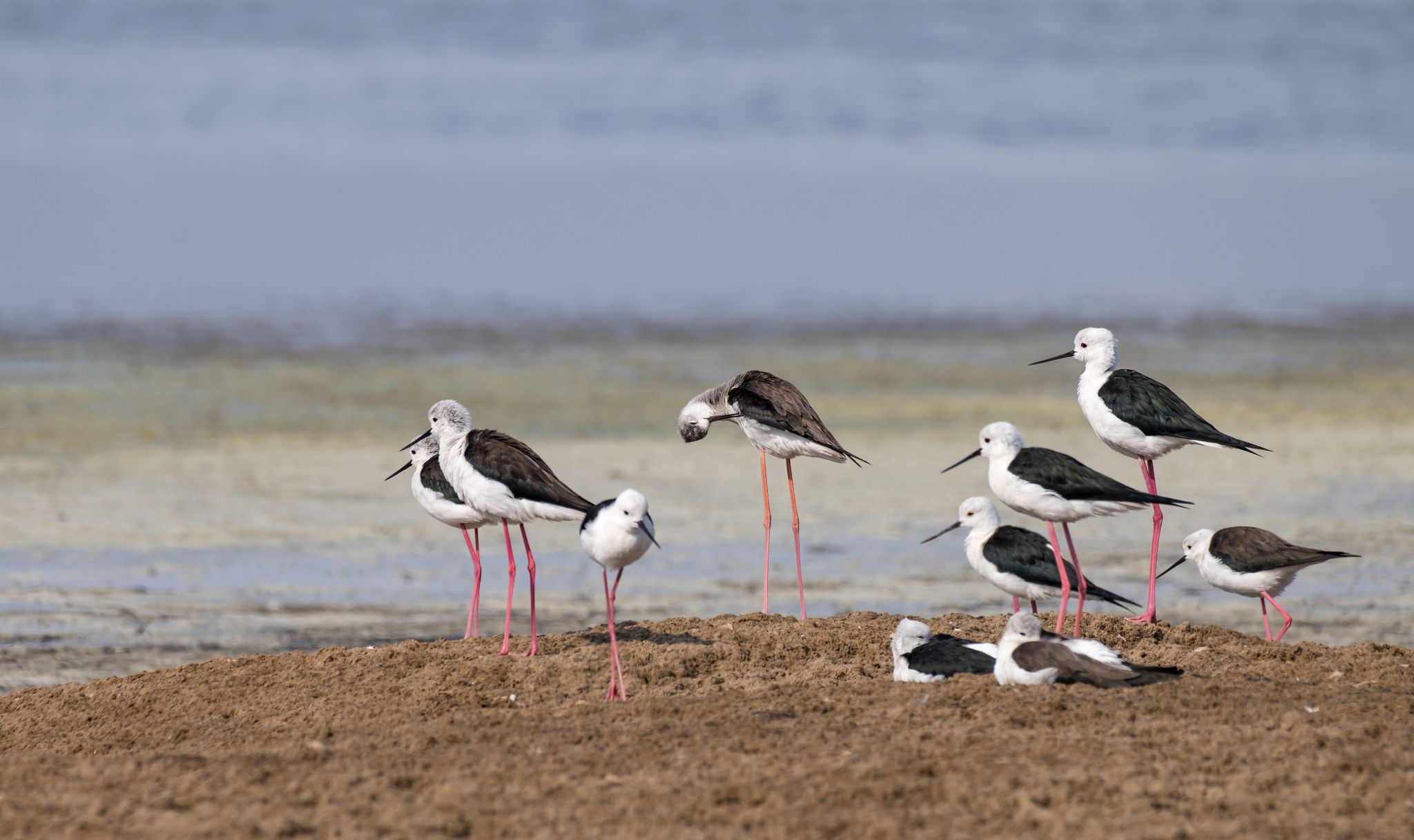 Stelzenläufer Namibia Stilt walker (Himantopus himantopus)